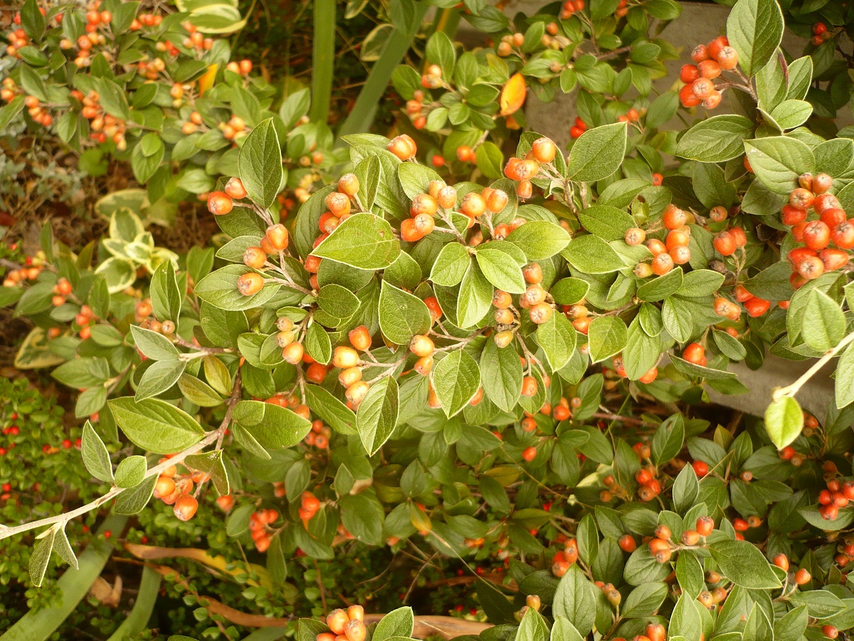 Cotoneaster franchetii (Rosaceae)